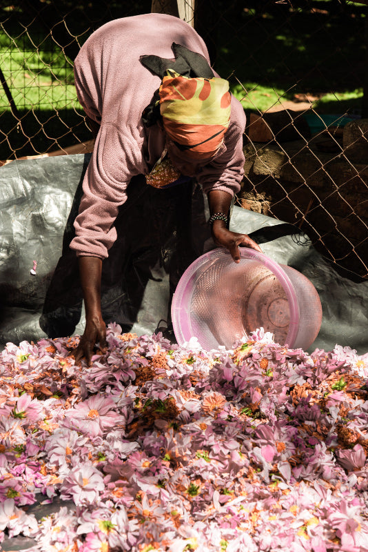 Person sorting flowers with a screen on a ground covered with pink flowers.